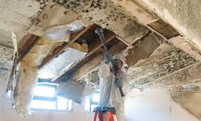 Best Mold Documentation for Insurance Claims  in Chatsworth, GA